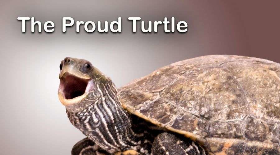The Proud Turtle - Don Howe Success
